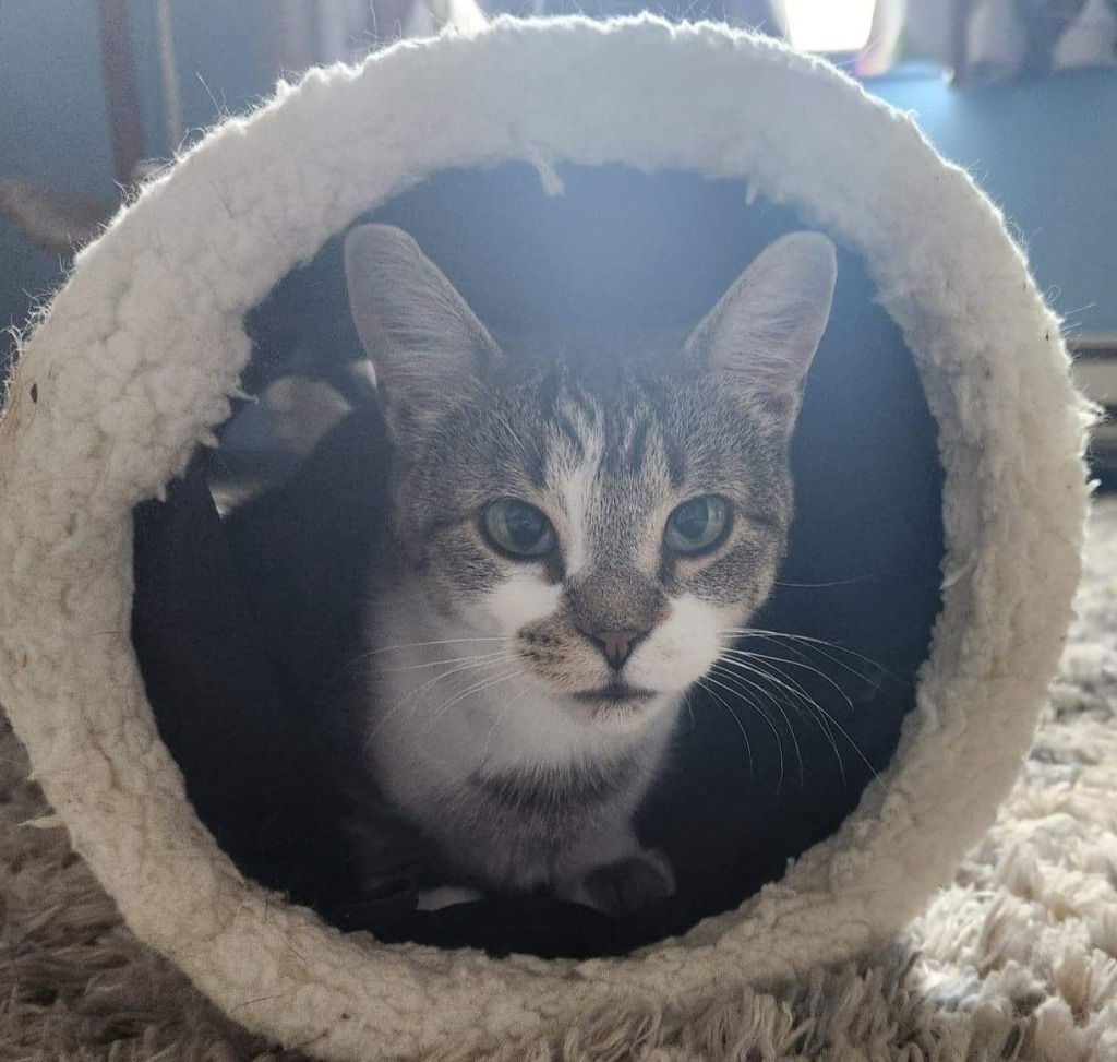 adoptable Cat in Rochester, NY named Zoey