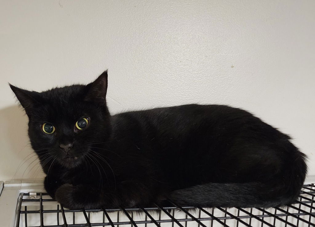 adoptable Cat in Rochester, NY named Mookie