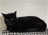 adoptable Cat in rochester, NY named Mookie