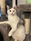 adoptable Cat in rochester, NY named Princess