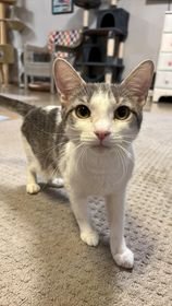 adoptable Cat in Rochester, NY named Khaleesi