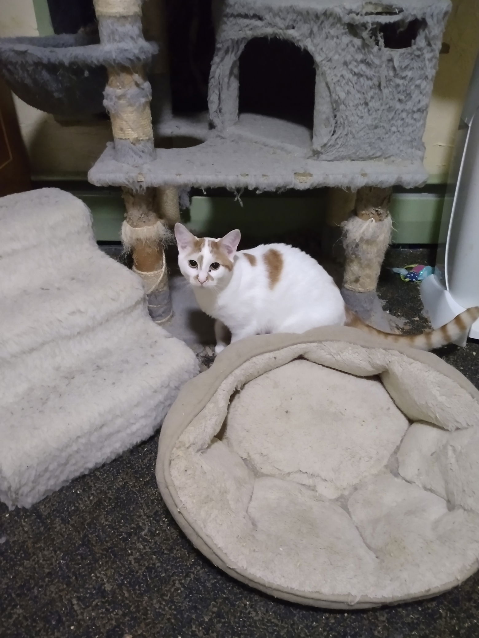 adoptable Cat in Rochester, NY named Sandstorm