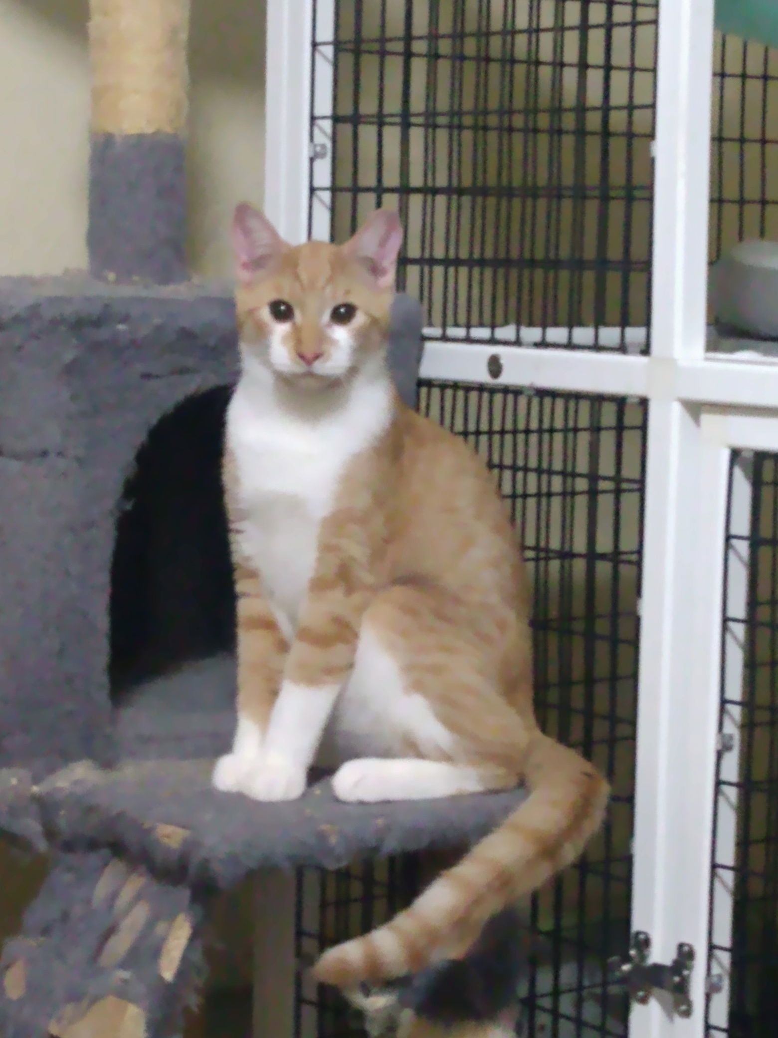 adoptable Cat in Rochester, NY named Fire Star