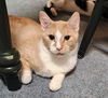 adoptable Cat in Rochester, NY named Lion Blaze