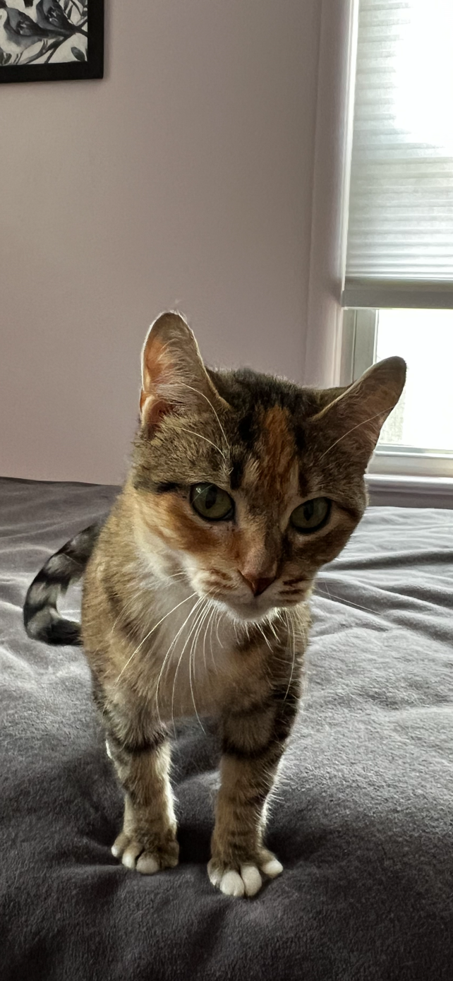 adoptable Cat in Rochester, NY named Robyn