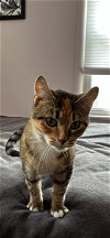 adoptable Cat in rochester, NY named Robyn