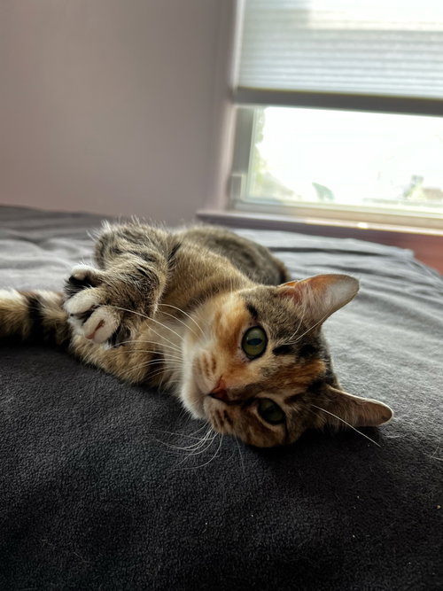 ROBYN - Domestic Short Hair available for adoption