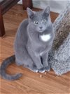 adoptable Cat in rochester, NY named Aramis
