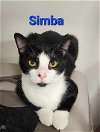 adoptable Cat in rochester, NY named Simba