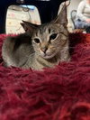 Ziggy - Photo 2