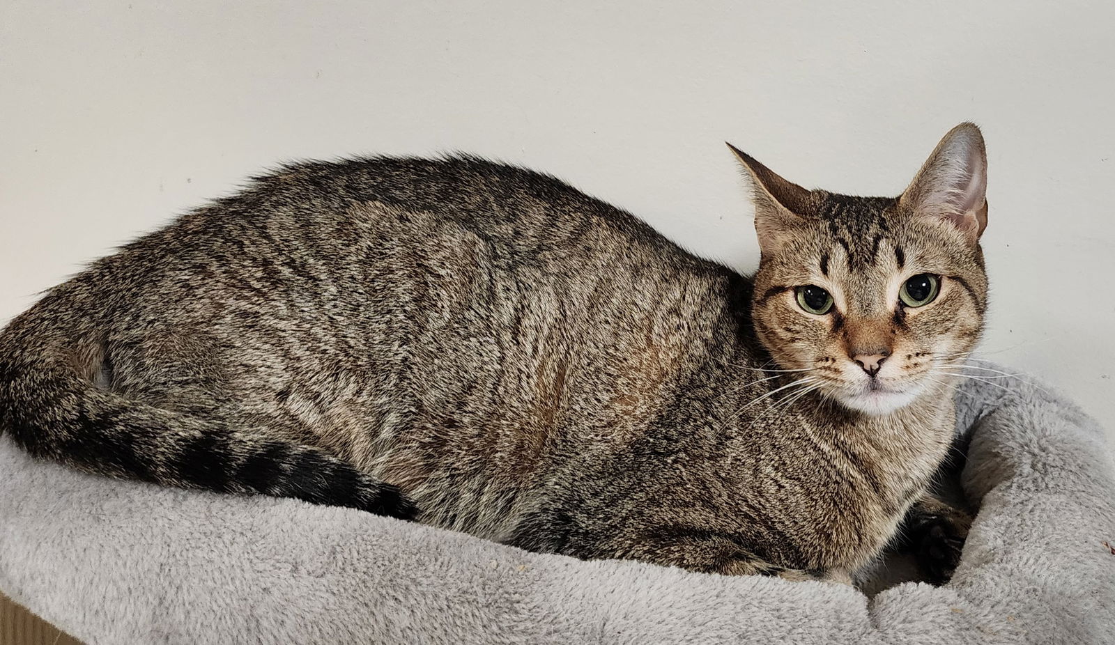 adoptable Cat in Rochester, NY named Ziggy