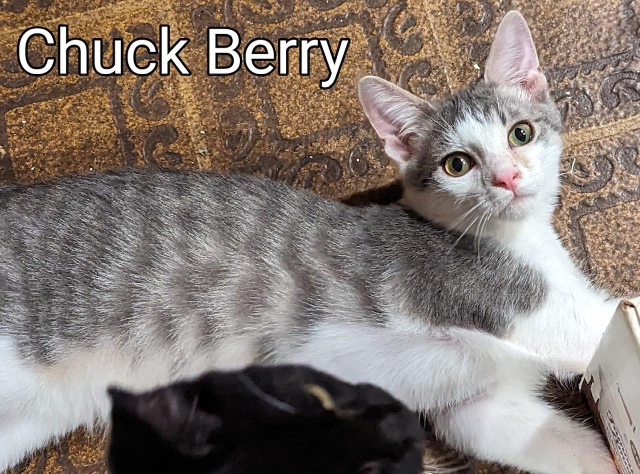adoptable Cat in Rochester, NY named Chuck Berry