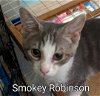 adoptable Cat in rochester, NY named Smokie Robinson
