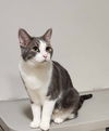 adoptable Cat in Rochester, NY named Smokie Robinson