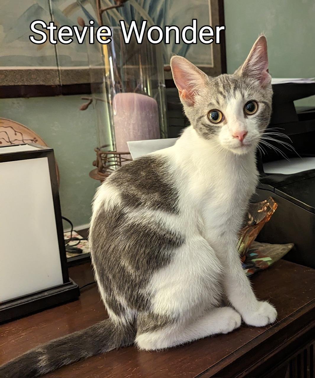 adoptable Cat in Rochester, NY named Stevie Wonder