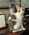 adoptable Cat in rochester, NY named Stevie Wonder