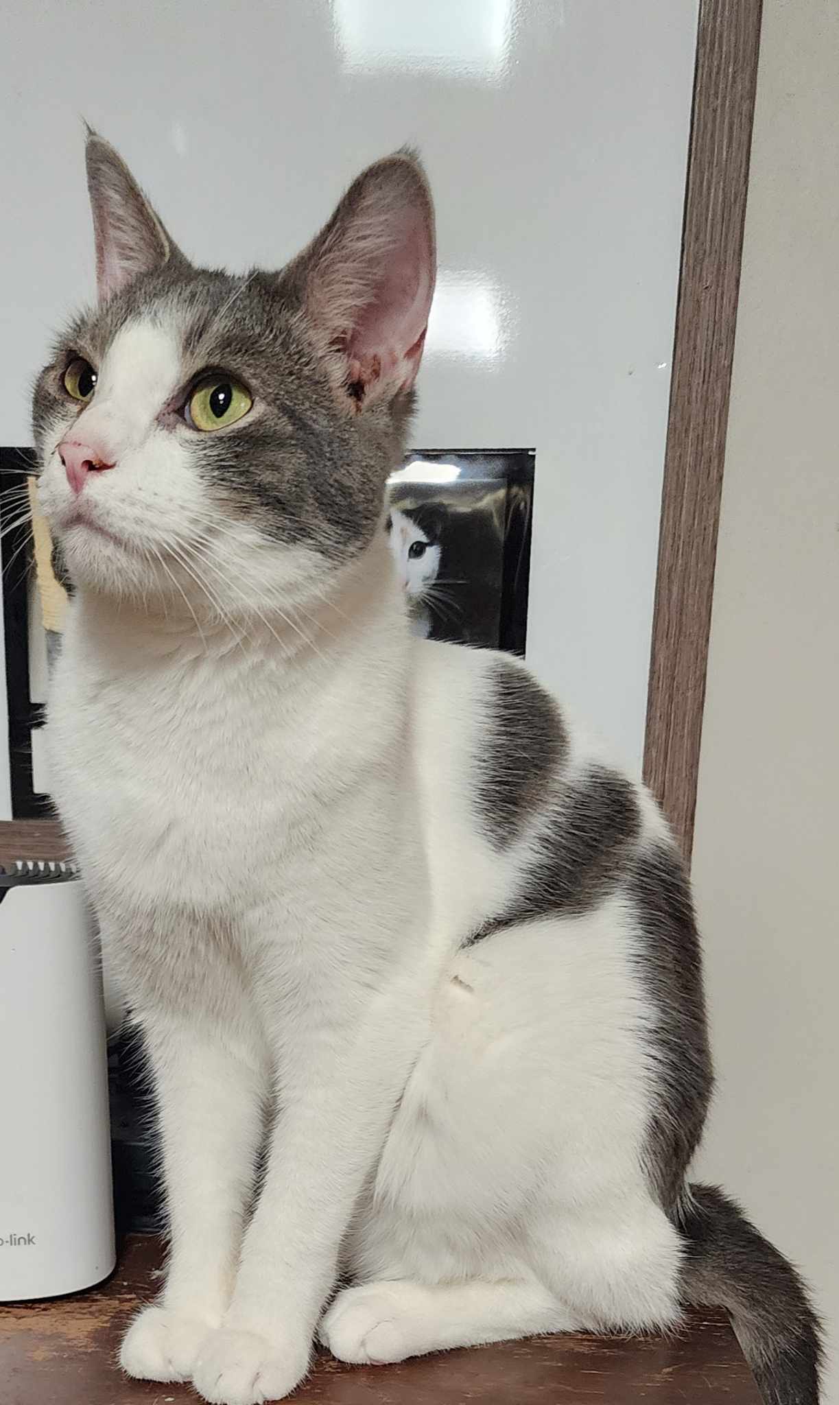 adoptable Cat in Rochester, NY named Stevie Wonder