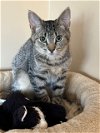 adoptable Cat in rochester, NY named Aaron