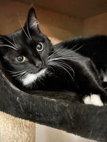 adoptable Cat in Rochester, NY named Blossom