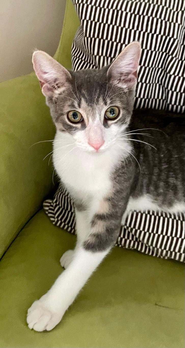 Cat adoption in Rochester, NY 14626 Domestic Short Hair Cat "Looney"