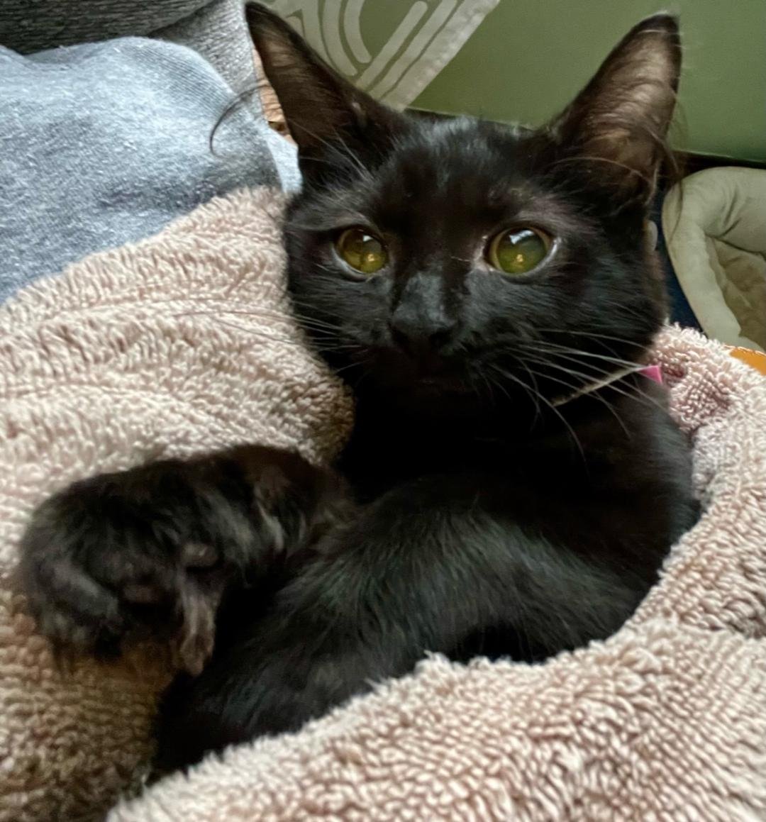 adoptable Cat in Rochester, NY named Vanya
