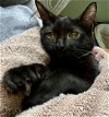 adoptable Cat in rochester, NY named Vanya