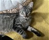 adoptable Cat in rochester, NY named Jasmine