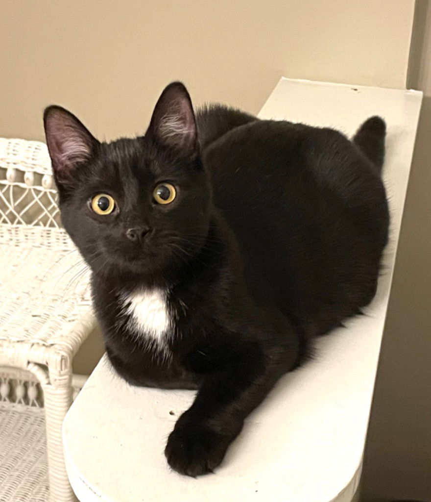 adoptable Cat in Rochester, NY named Sassy