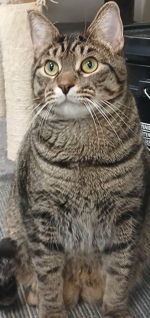 picture of the cat needing adoption