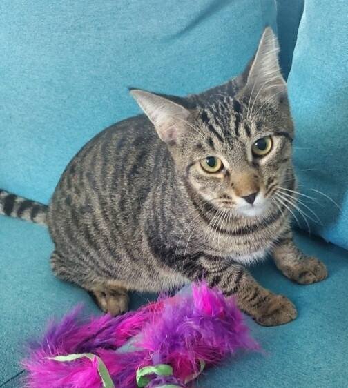 adoptable Cat in Rochester, NY named Ziti