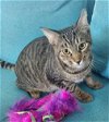 adoptable Cat in rochester, NY named Ziti