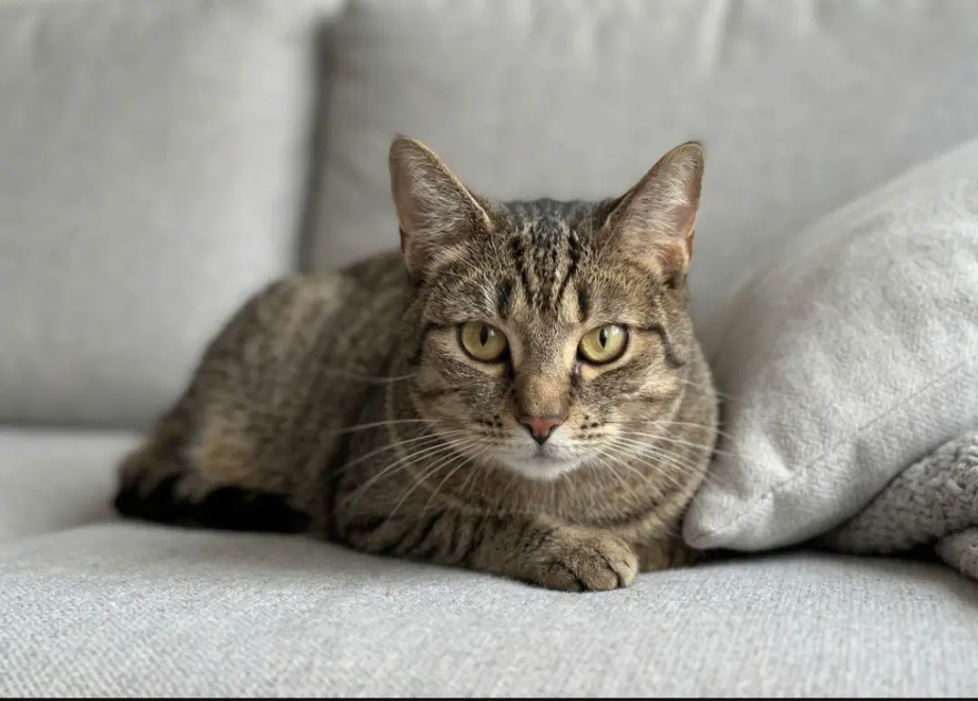 Rotini - Domestic Short Hair