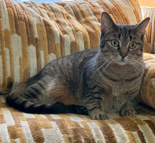 Photo 4 of Rotini