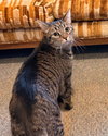 Rotini - Photo 5