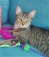 adoptable Cat in rochester, NY named Rotini