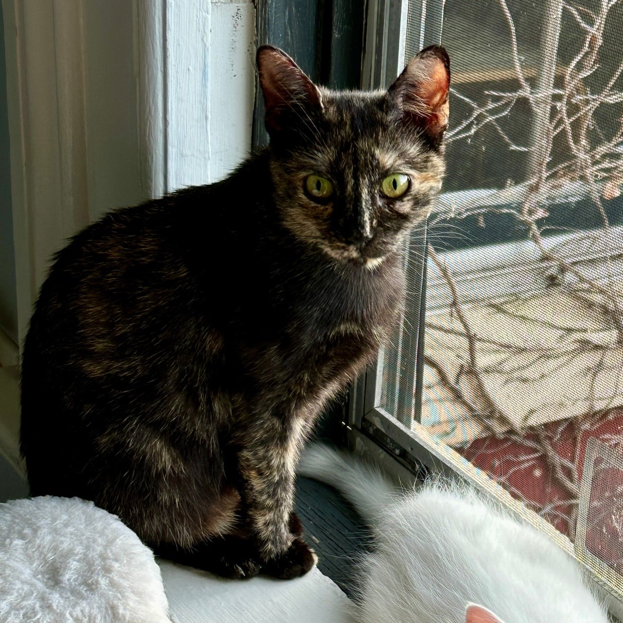 adoptable Cat in Rochester, NY named Aaliyah