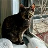 adoptable Cat in rochester, NY named Aaliyah