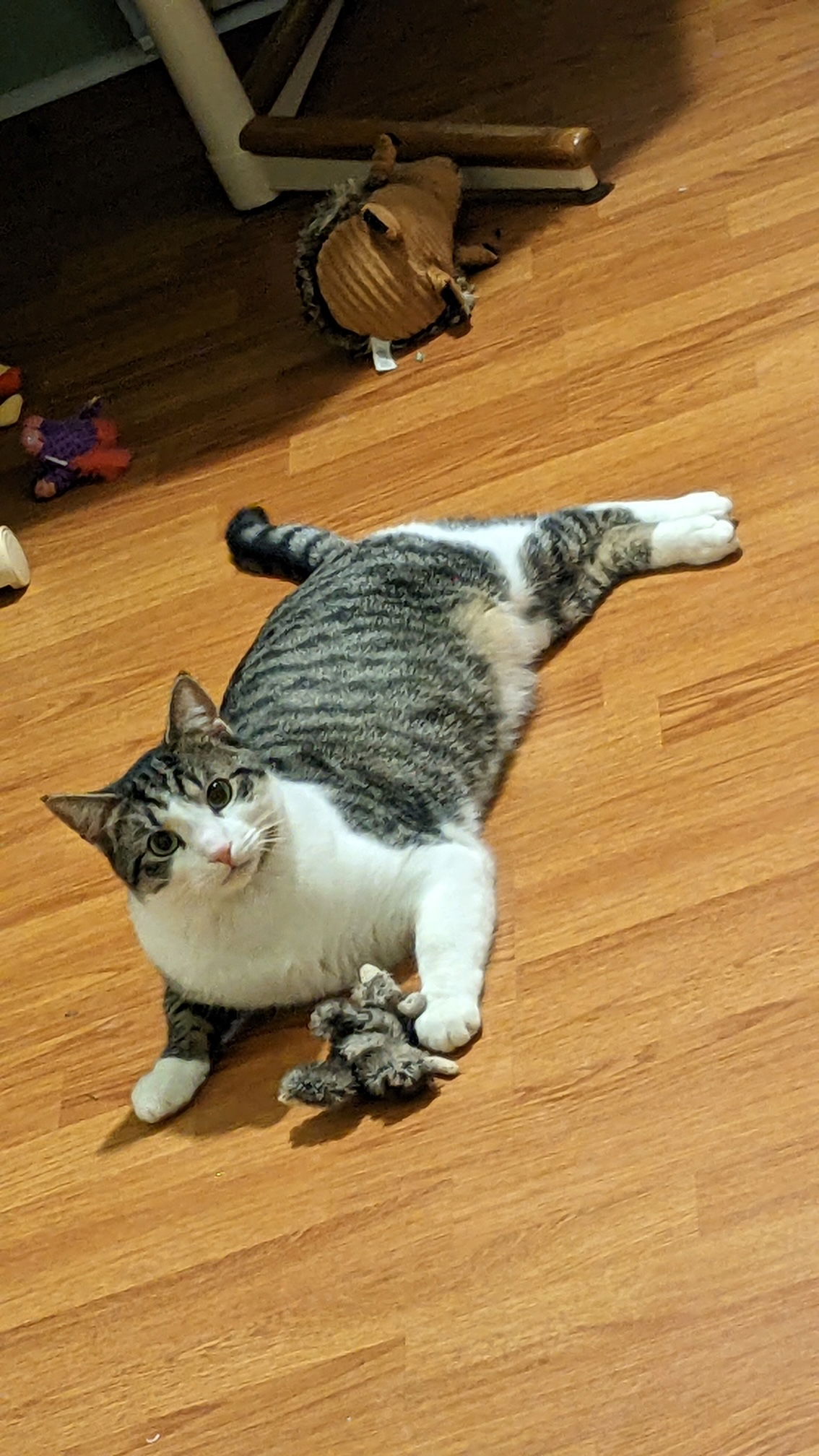 adoptable Cat in Rochester, NY named Bootsie