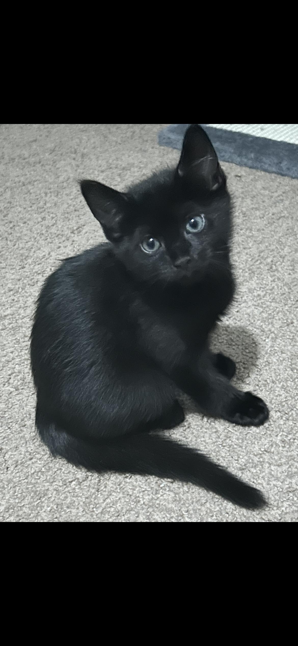 Cat adoption in Rochester, NY 14626 Domestic Short Hair Cat "Drax"