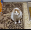 adoptable Cat in rochester, ny, NY named Dawn mist