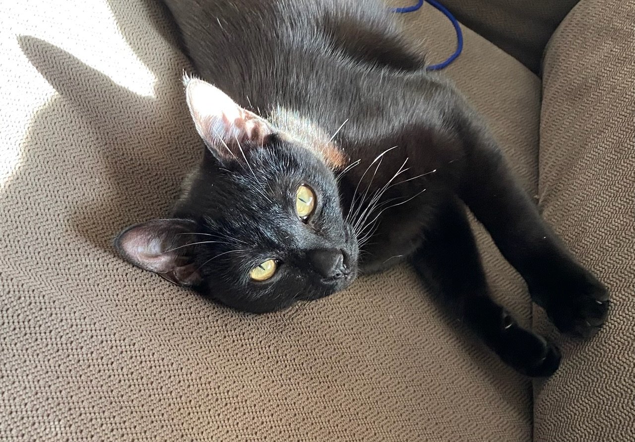 adoptable Cat in Rochester, NY named Frankenstein