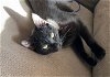 adoptable Cat in rochester, NY named Frankenstein