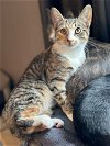 adoptable Cat in rochester, NY named Ember