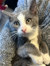 adoptable Cat in rochester, NY named Padfoot