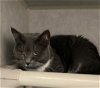 adoptable Cat in rochester, NY named Baby