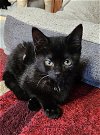 adoptable Cat in rochester, ny, NY named Dobby- Special Needs- CH