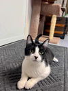 adoptable Cat in Rochester, NY named Winky Special needs -CH