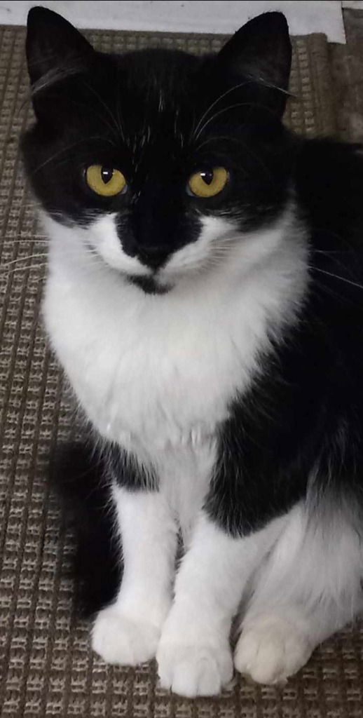 adoptable Cat in Rochester, NY named Oreo