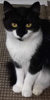 adoptable Cat in rochester, NY named Oreo