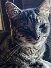adoptable Cat in rochester, ny, NY named Daphne- special needs
